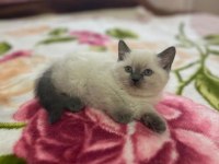 BİBLO BLUEPOİNT YAVRU KEDİMİZ