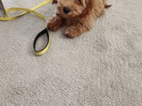 Poodle Köpeğimiz