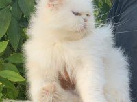 SIFIR BURUN MAVİ GÖZLÜ İRAN KEDİSİ