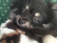 7 aylık dişi şecereli aşıları tam çipsiz pomeranian