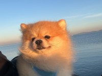 Erkek Pomeranian Boo Çift Testis Eşleşme Tecrübeli
