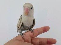 Yavru erkek cennet papağanı