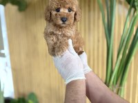 POODLE CİNSİ REFERANS YAVRUMUZ