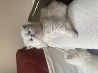 Safkan british longhair bebeklerim