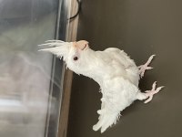 2 Aylık Yeme Düşmüş Kırmızı Göz Albino Sultan Papağanı