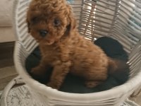Toy poodle WC eğitimli ve karneli