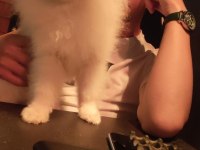 Sahibinden pomeranian boo