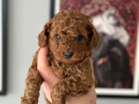 Teacup kore toy poodle