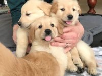 Anatomi Harikası Golden Retriever Bebekler