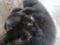 1 aylık british shorthair yavrular için yeni yuva arıyoruz