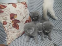 Uygun kedilerimiz