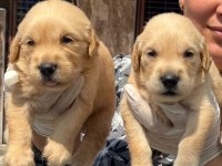 Golden retriever altın tüy yapısıyla aşık eder