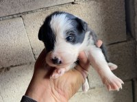 Orijinal border collie yavrular