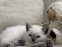 British shorthair kedisi