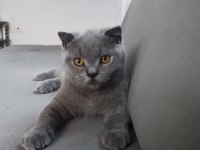 British shorthair 7 aylık