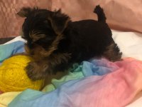 Safkan 0 numara yorkshire terrier bebekler
