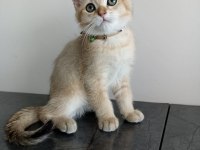 British shorthair golden erkek