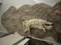 Scottish fold 8 aylık