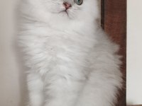 Scottish straight longhair ns 11 erkek