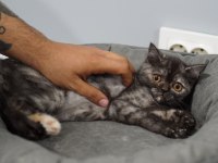 Veteriner kontrolünde sağlıklı british shorthair yavrular