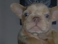 French bulldog new shade isabella merle tan fluffy carrier