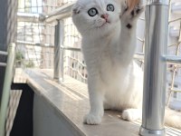Scottish fold dişi sıfır kulak
