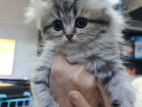 İki Aylık British Longhair