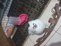 Teacup dişi pomeranian