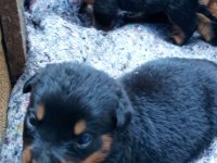Yavru rottweiler