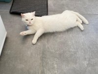 Güzel Kedimiz Mia İçin Yuva Arıyorum
