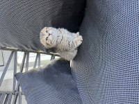 Teslime hazır oyuncu bebek kediler