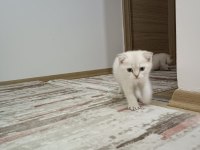 3adet erkek yavru kedi