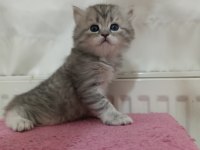 GÜZELLER GÜZELİ BRİTİSH