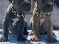 A şecereli cane corso yavrular