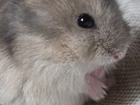 HAMSTER GONZALES YAVRU HERYERE GÖNDERİM