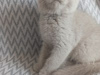 British shorthair ve scottish fold sahiplendirme