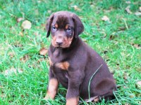 Çiftliğin efsane doberman yavruları kapıda ödemeli