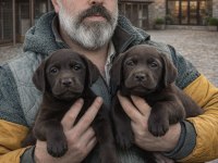 Köpeklere fısıldayan adam güvencesi ile Labrador yavrsu