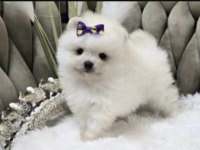 Pomeranian Boo Yavru Köpeğimiz