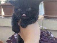 British longhair