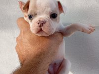 MERAKLISINA FRENCH BULLDOG