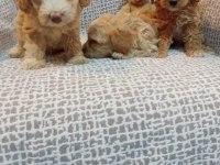 Maltipoo yavrularımız