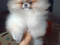 Pomeranian boo orjinal