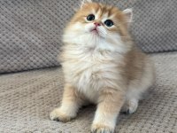 Orijinal şecereli Gold British Longhair