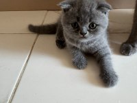 Blue point british shorthair