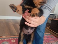 Rottweiler iki aylık
