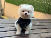 Yavru Pomeranian Boo Köpekler