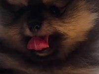 Pomeranian boo 45 günlük