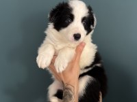 Border Collie Yavruları