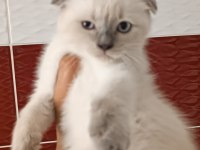 Lynx point scottish fold dişi